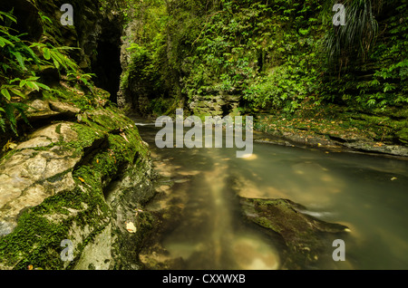 Stream in Ruakuri Bush und Landschaftsschutzgebiet, Waitomo, King Country, Nordinsel, Neuseeland Stockfoto