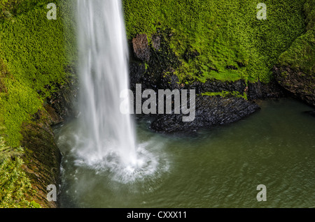 Bridal Veil Falls umgeben von dichtem Regenwald, Raglan, Waikato, Nordinsel, Neuseeland Stockfoto