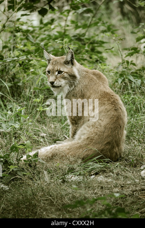 Eurasischer Luchs oder nördlichen Luchs (Lynx Lynx), sitzend, in Gefangenschaft, Münster, Nordrhein-Westfalen Stockfoto