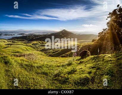 Schafbeweidung Wiesen im Seitenlicht, Sonnenstrahlen von der warmen Morgensonne Hooper Inlet Bay, Otago Peninsula, Südinsel Stockfoto