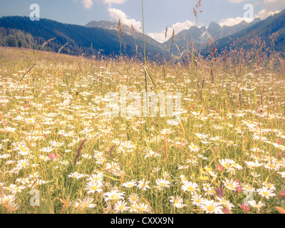 Margeriten (Leucanthemum Vulgare), Blumenwiese, blauen Sommerhimmel, weiche Optik-Effekt, Kalkkoegel Bereich in der Nähe von Innsbruck, Tyrol Stockfoto