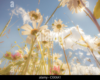 Margeriten (Leucanthemum Vulgare), Blumenwiese, blauen Sommerhimmel, von unten, Wurm Auge Ansicht, weichen Look Effekt Stockfoto