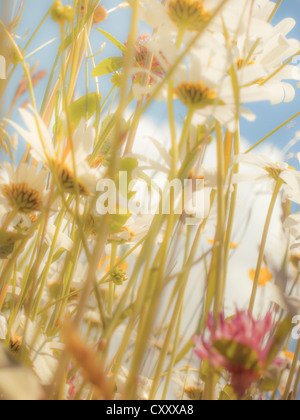 Margeriten (Leucanthemum Vulgare), Blumenwiese, von unten, Wurm Auge Ansicht, weichen Look Effekt Stockfoto