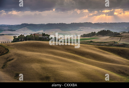 Sanfte Hügel, Kornfelder in der Abenddämmerung, Villamagna, Toskana, Italien, Europa Stockfoto