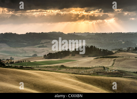 Sanfte Hügel mit dunklen atmosphärische Wolken, Maisfelder in der Abenddämmerung, Villamagna, Toskana, Italien, Europa Stockfoto