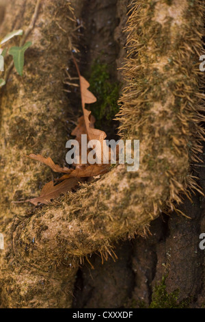 Erfassten Blätter, Türkei Eiche (Quercus Cerris), November Stockfoto