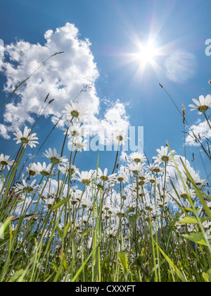 Margeriten (Leucanthemum Vulgare) von unten, Blumenwiese, Wurm Auge Ansicht, blauen Sommerhimmel und Sonne mit Strahlen Stockfoto