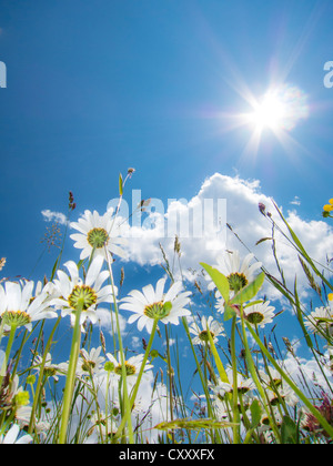 Margeriten (Leucanthemum Vulgare) von unten, Blumenwiese, Wurm Auge Ansicht, blauen Sommerhimmel mit Sonne und Strahlen Stockfoto