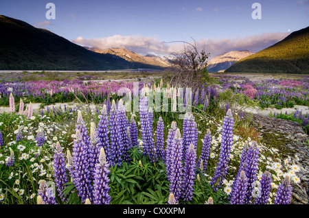 Lupinen (Lupinus), übergeben an Arthurs, Südinsel, Neuseeland, Oceania Stockfoto