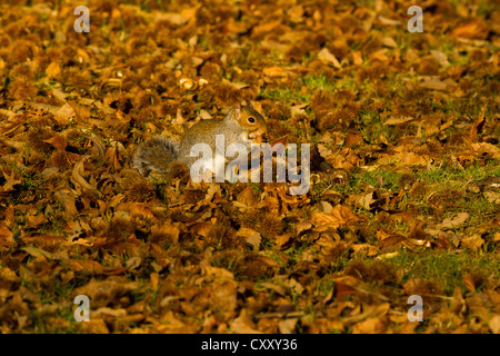 Grau-Eichhörnchen (Sciurus Carolinensis) mit Kastanien Stockfoto