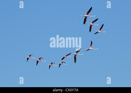 Rosaflamingos (Phoenicopterus Roseus), im Flug, Schwarm Vögel, Camargue, Frankreich, Europa Stockfoto