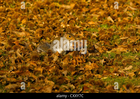 Grau-Eichhörnchen (Sciurus Carolinensis) mit Kastanien Stockfoto