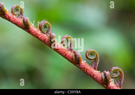 Farn Wedel unfurling, Tandayapa Region Anden Nebelwald, Ecuador, Südamerika Stockfoto