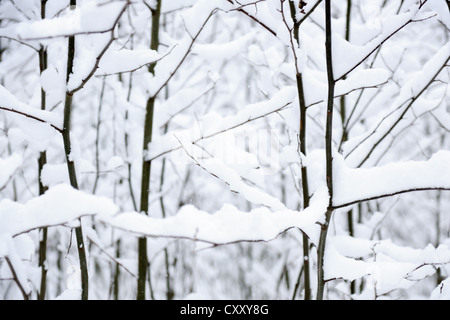 Schneebedeckte Zweige junge Bäume im Wald. Stockfoto