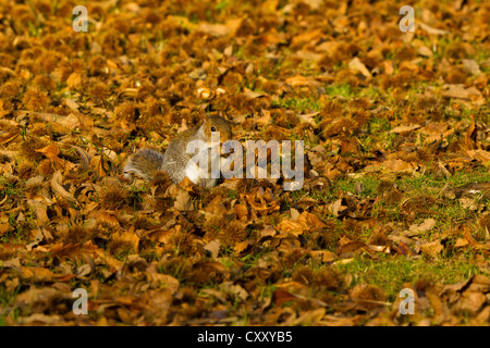 Grau-Eichhörnchen (Sciurus Carolinensis) mit Kastanien Stockfoto