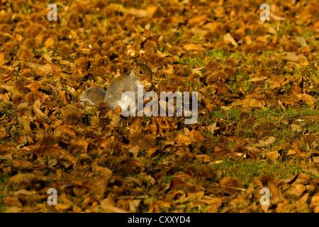 Grau-Eichhörnchen (Sciurus Carolinensis) mit Kastanien Stockfoto