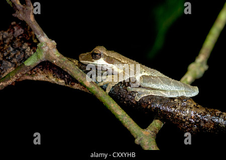 Laubfrosch (Osteocephalus Taurinus), Verfassung Regenwald, Yasuni-Nationalpark in Ecuador, Südamerika Stockfoto