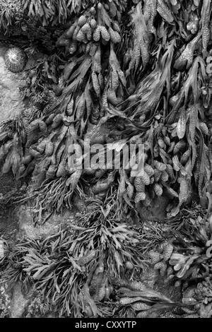 Blase Wrack Algen, (Fucus Vesiculosus), Stockfoto