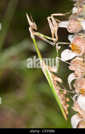 Conehead Mantis (Empusa Pennata), Weiblich, See Kerkini Region, Griechenland, Europa Stockfoto