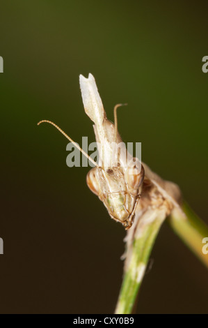 Conehead Mantis (Empusa Pennata), Kopf einer weiblichen, See Kerkini Region, Griechenland, Europa Stockfoto