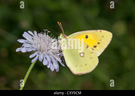 Dunkeln getrübt gelb (Colias Crocea) auf der Suche nach Nektar, in der Nähe von Lake Kerkini, Griechenland, Europa Stockfoto