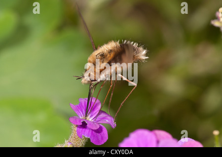 Große Biene Fliege (Bombylius großen) saugen Nektar aus einer Aubrieta (Aubrieta) Untergroeningen, Baden-Württemberg Stockfoto