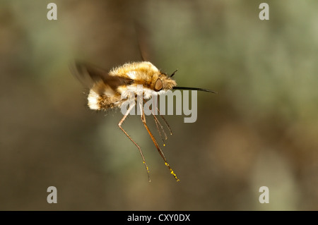 Große Biene Fliege (Bombylius großen), Untergroeningen, Baden-Württemberg Stockfoto