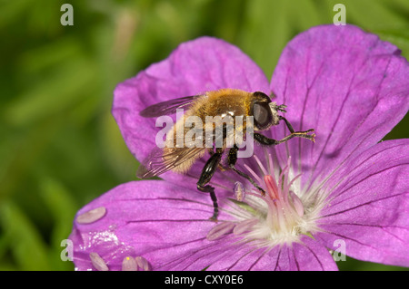 Große Narzisse Fliege (Merodon Equestris), männlichen Pollen von blutigen Storchschnabel (Geranium Sanguineum), Untergroeningen Essen Stockfoto