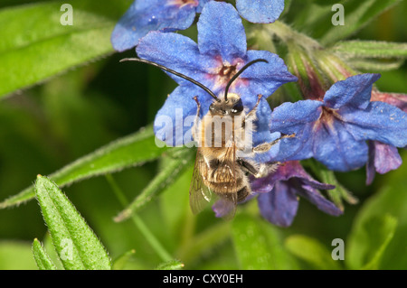 Langen Hörnern Biene (Eucera Tuberculata), Männchen auf der Suche nach Nektar, Untergroeningen, Baden-Württemberg Stockfoto