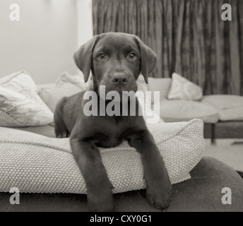 12 Wochen alten chocolate Labrador-Welpe Stockfoto