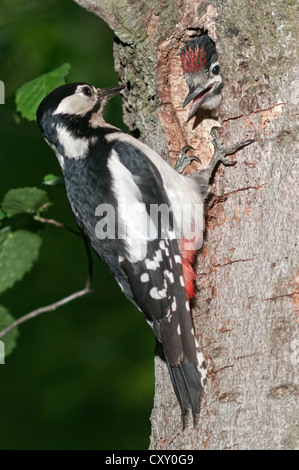 Buntspecht (Picoides großen), Weiblich, die Fütterung der Jungvögel an eine Verschachtelung Loch, Wasseralfingen, Baden-Württemberg Stockfoto