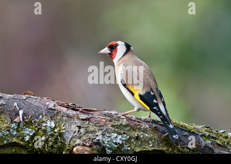 Europäische Stieglitz (Carduelis Carduelis) auf Nahrungssuche in einem Apfelbaum, Untergroeningen, Baden-Württemberg Stockfoto