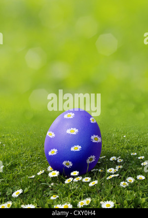 Blaue Ostereier bemalt mit Gänseblümchen auf einer Wiese mit Gänseblümchen Stockfoto