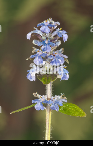 Blau, Signalhorn, Bugleherb, Bugleweed, Carpetweed, Teppich Bungleweed, gemeinsame Signalhorn oder Burgunder Spitze (Ajuga Reptans), Untergroeningen Stockfoto