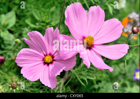 Garten-Kosmos oder mexikanische Aster (Cosmos Bipinnatus Sy einer Bipinnata) in einer Blumenwiese, Schwaebisch Gmuend Stockfoto