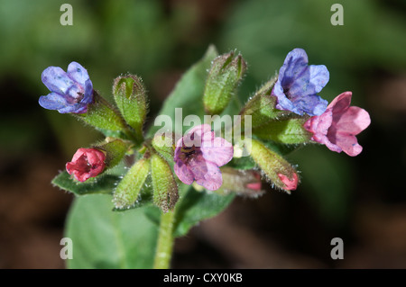 Gemeinsamen Lungenkraut (Pulmonaria Officinalis), Blüten, Untergroeningen, Baden-Württemberg Stockfoto