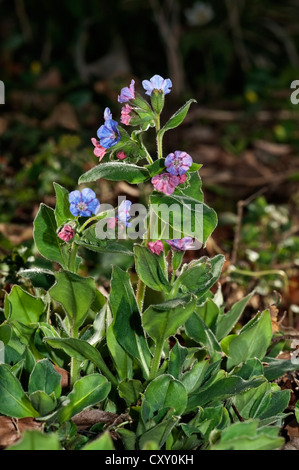 Gemeinsamen Lungenkraut (Pulmonaria Officinalis), Untergroeningen, Baden-Württemberg Stockfoto