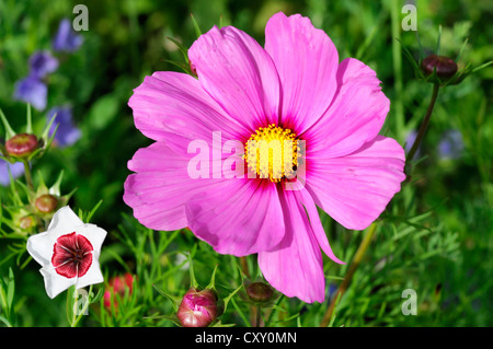 Garten-Kosmos oder mexikanische Aster (Cosmos Bipinnatus Sy einer Bipinnata) in einer Blumenwiese, Schwaebisch Gmuend Stockfoto