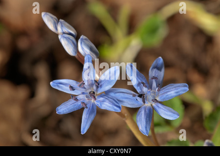 Zweiflügelige Blaustern (Scilla Bifolia), einzelne Blüten, Leinzell, Baden-Württemberg Stockfoto