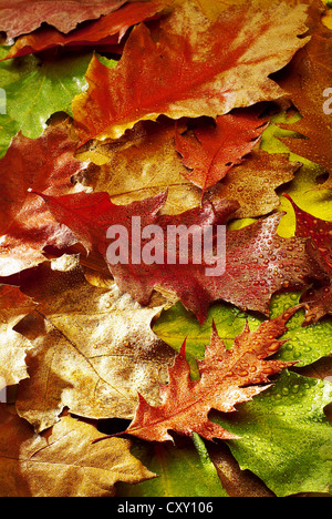 Herbstliches Laub Blätter Herbst gefärbten Ahorn (Acer sp.) Stockfoto
