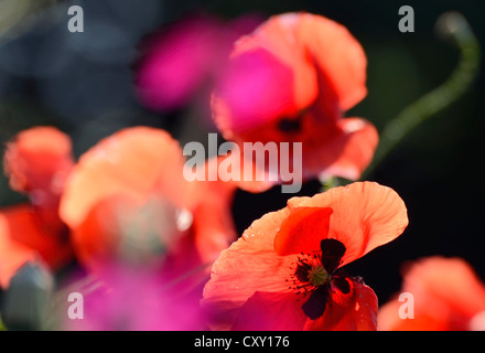 Mohn (Papaver Rhoeas), Blumen, zwischen Lychnis Blumen (Lychnis Coronaria) Stockfoto