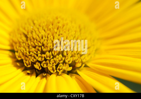 Gelben Ochsen-Auge Daisy (Buphthalmum Salicifolium), Detailansicht Stockfoto