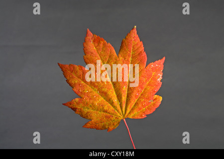 Ein Weinblatt Ahorn Farbwechsel im Herbst Stockfoto