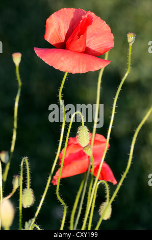 Mohn (Papaver Rhoeas), Blüten, Knospen und Samenkapseln Stockfoto