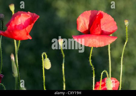 Mohn (Papaver Rhoeas), Blüten, Knospen und Samenkapseln Stockfoto