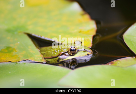 Essbare Frosch (außer "Esculentus"), zwischen Seerosen in einem Teich Stockfoto