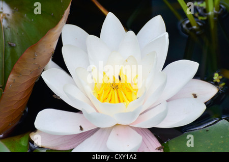 Weiße Seerose oder Seerose (Nymphaea Alba) Stockfoto