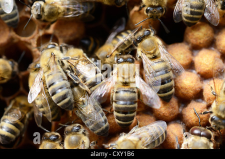 Honig-Bienen (Apis Mellifera), Arbeitsbienen auf gedeckelte Brut Drohnenzellen Stockfoto