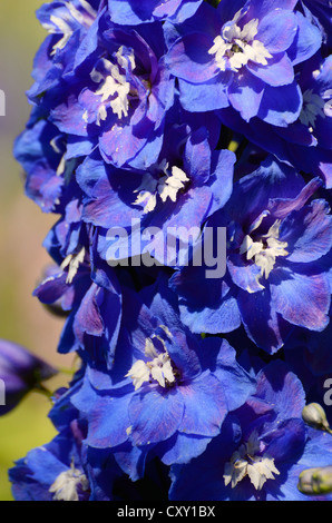 Rispe, blaue Blumen, Rittersporn oder Rittersporn (Delphinium sp.) Stockfoto