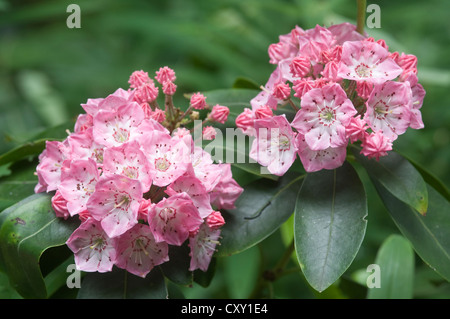 Berg-Lorbeer oder Spoonwood (Kalmia Latifolia "Olympische Hochzeit"), Haren, Emsland Region, Niedersachsen Stockfoto